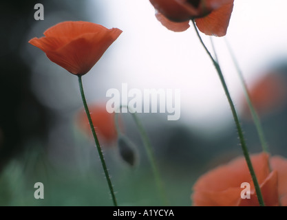 Field of Corn Poppies or Shirley Poppies, The Ardennes, Belgium. Stock Photo