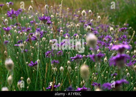 Purple Viper's Grass (Scorzonera purpurea). Flowering on a road verge. Ariege Region, France. Stock Photo