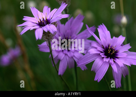 Flowers of Purple Viper's Grass (Scorzonera purpurea). Ariege Region, France. Stock Photo