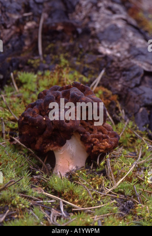 False Morel Gyromitra esqulenta. In Pine Wood Surrey England Deadly Poisonous when eaten raw Avoid Stock Photo