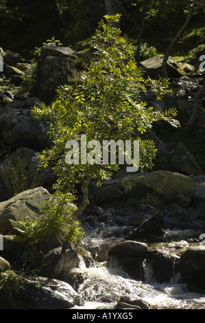 Rowan tree growing beside a mountain stream, near Aber Falls, North Wales Stock Photo