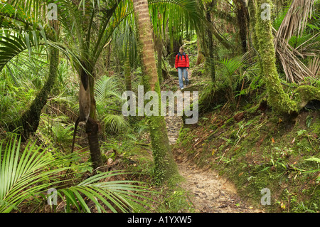 Nikau Palms Heaphy Track near Karamea Kahurangi National Park West Coast South Island New Zealand Stock Photo