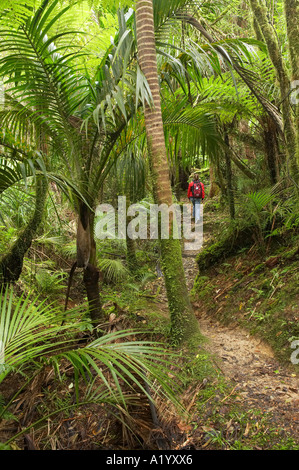 Nikau Palms Heaphy Track near Karamea Kahurangi National Park West Coast South Island New Zealand Stock Photo