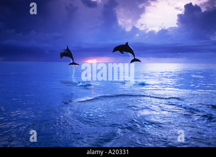 Bottlenose Dolphin Tursiops truncatus jumping at sunset Stock Photo