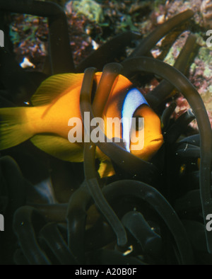 Twobar anemonefish Amphiprion bicinctus in Bubble Tip Anemone Entacmaea quadricolor Red Sea Egypt Stock Photo