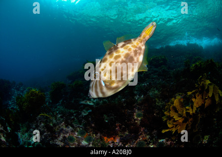 Leatherjacket Parika scaber trigger fish Poor Knights Islands New Zealand South Pacific Ocean Stock Photo