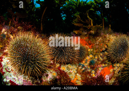 Sea urchins Evechinus chloroticus Poor Knights Islands New Zealand South Pacific Ocean Stock Photo