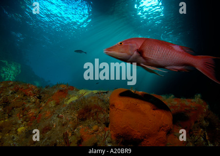 Male red pigifsh Bodianus unimaculatus Poor Knights Islands New Zealand South Pacific Ocean Stock Photo