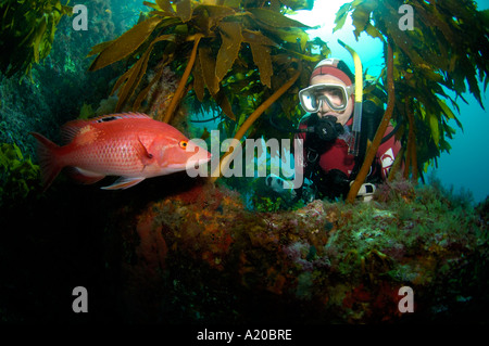 Diver and male red pigifish Bodianus unimaculatus Outside Rikoriko cave Poor Knights Islands New Zealand South Pacific Ocean Stock Photo