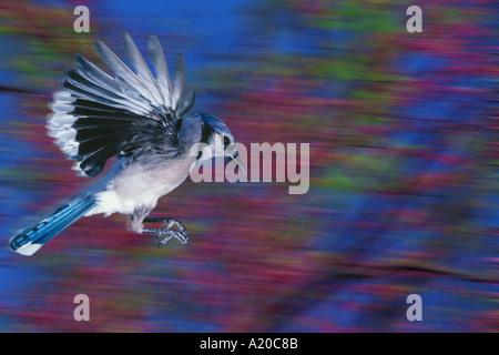 Blue Jay, Cyanocitta cristata, flying in mid-air in front of by blooming spring redbud trees, Missouri USA Stock Photo