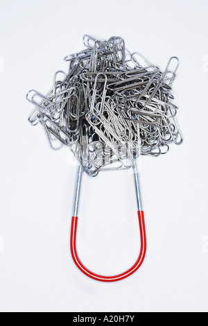 Clump of paperclips attached to horseshoe magnet Stock Photo