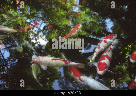 Koi carp fish in a pond in the gardens of Glover House, Nagasaki, Japan Stock Photo