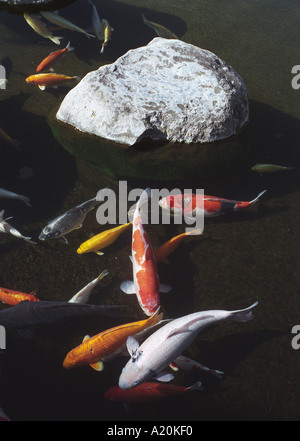 Koi carp fish in the garden pond of Glover House and Gardens, Nagasaki, Japan Stock Photo