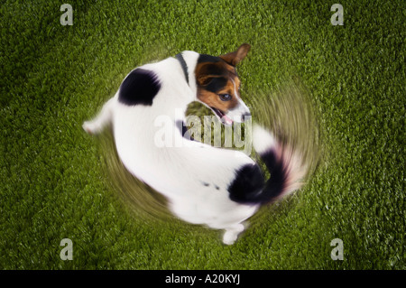 Jack Russell terrier chasing tail, view from above Stock Photo