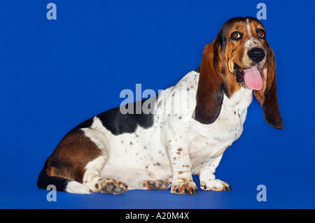Basset hound, sitting, tongue out Stock Photo