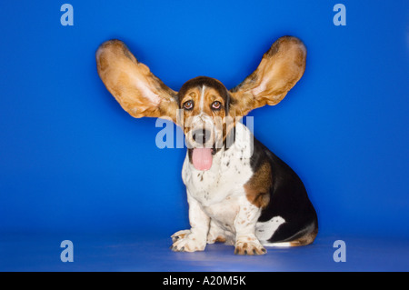 Basset hound with ears extended Stock Photo