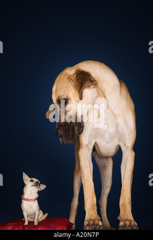Chihuahua sitting on red pillow, Great Dane standing alongside, front view Stock Photo