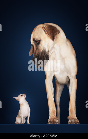 Chihuahua sitting, Great Dane standing alongside, front view Stock Photo