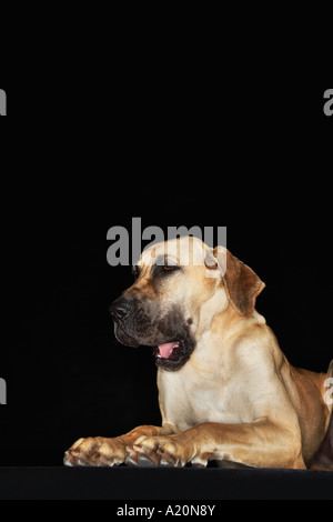 Great Dane lying rampant Stock Photo