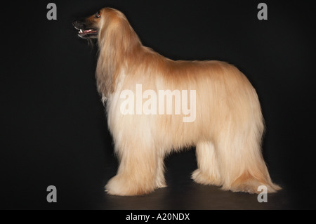 Afghan hound, standing, profile Stock Photo