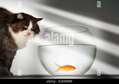 Cat looking at goldfish in fishbowl Stock Photo