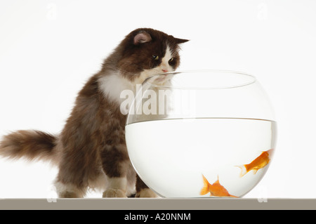 Cat looking at two goldfish in fishbowl, front view Stock Photo