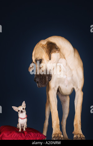 Chihuahua sitting on red pillow, Great Dane standing alongside, front view Stock Photo