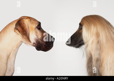 Great Dane and Afghan hound sitting face to face Stock Photo