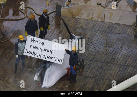 Japanese whaling fleet kill Antarctic minke whales in the Southern Ocean, Antarctica Stock Photo