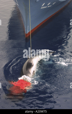 Japanese whaling fleet kill Antarctic minke whales in the Southern Ocean, Antarctica Stock Photo