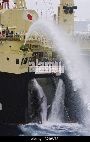 Japanese whaling fleet kill Antarctic minke whales in the Southern Ocean, Antarctica Stock Photo