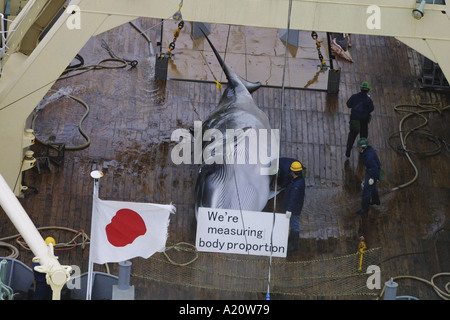 Japanese whaling fleet kill Antarctic minke whales in the Southern Ocean, Antarctica Stock Photo