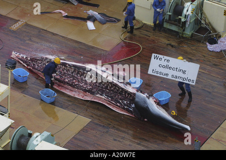 Japanese whaling fleet kill Antarctic minke whales in the Southern Ocean, Antarctica Stock Photo