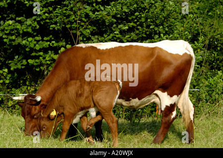 Milchkuh Deutschland European Milk Cow Germany Stock Photo