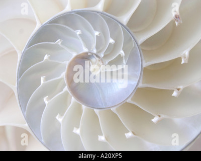 Nautilus shell (Nautilus pompilius), natural perfection and symmetry Stock Photo