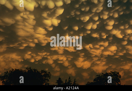 Mammatus clouds only seen in association with severe thunderstorms are lit by sunset on the back of a large thunderstorm cell Stock Photo