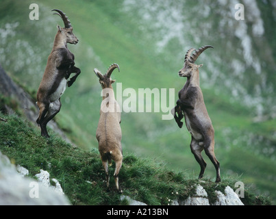 Three rearing alpine ibexes Stock Photo