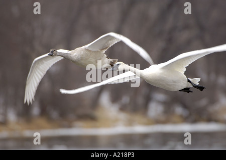 Two trumpeter swans Cygnus buccinator in flight over river in winter Stock Photo