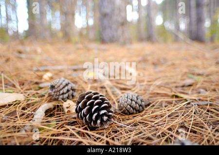 Stock photography of Scotch Pine Pinus sylvestris L cones and needles on forest floor Stock Photo