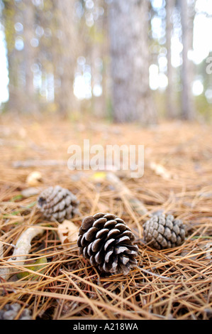 Stock photography of Scotch Pine Pinus sylvestris L cones and needles on forest floor Stock Photo