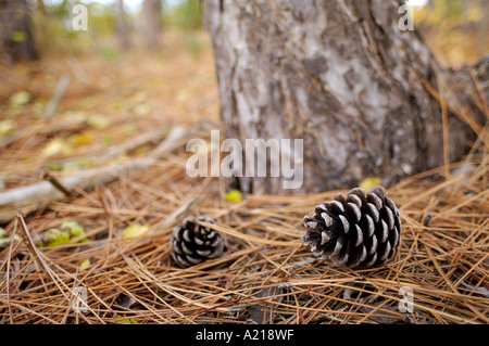Stock photography of Scotch Pine Pinus sylvestris L cones and needles on forest floor. Stock Photo