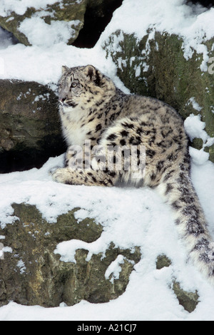 Snow leopard Panthera uncia, captive Stock Photo