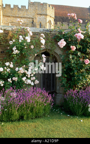 Lavender growing in border below pink climbing roses growing over wooden door in walled garden of castellated country house Stock Photo