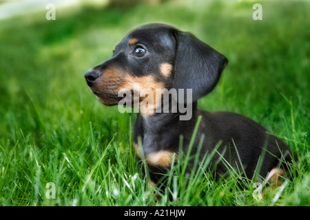 Dachshund Puppy in Grass Stock Photo