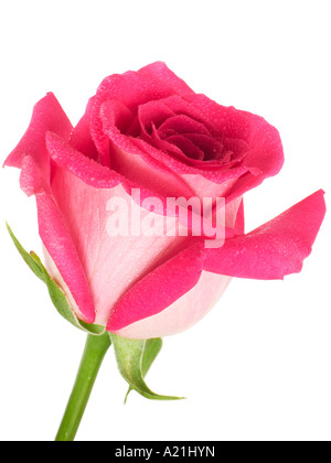 Pink Rose Stock Photo