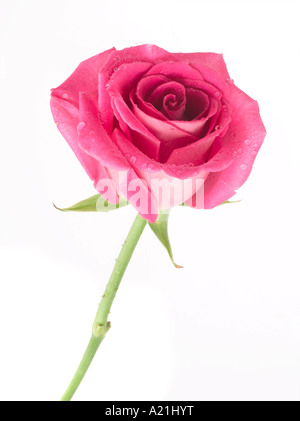 Pink Rose Stock Photo