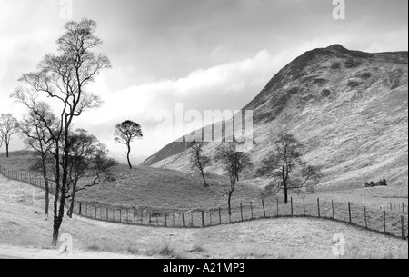 Scottish winter scene - Silver birch tree covered in snows after recent snowfall Braemar, Cairngorm National Park, Scotland uk Stock Photo