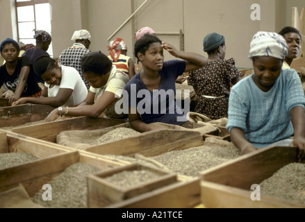 Local workers grading coffee beans, Blue Mountains, Jamaica, West Indies Stock Photo