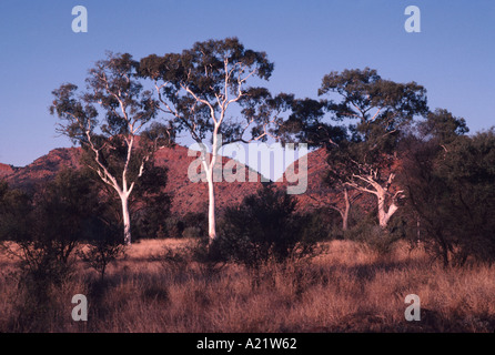 Alice Spring Ghost Alice Springs, Ghost Gums Stock Photo - Alamy