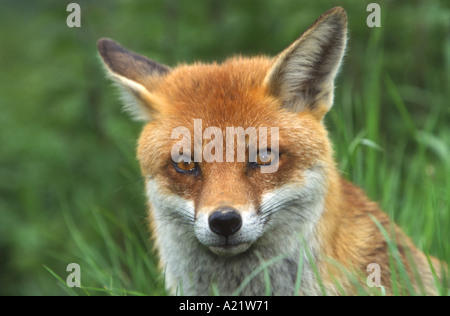 Red Fox Female Vulpes vulpes